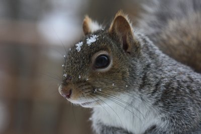 Squirrel Closeup<BR>January 23, 2009