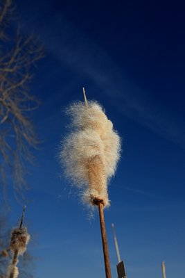 Cattail<BR>January 26, 2009