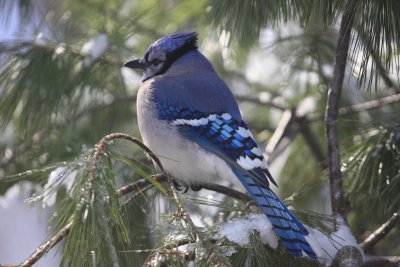 Another Bluejay<BR>January 29, 2009