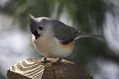 Tufted Titmouse<BR>February 4, 2009