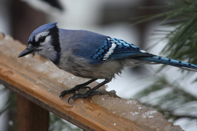 Wet Bluejay<BR>February 19, 2009
