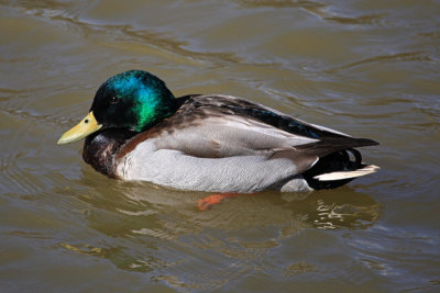 Mallard Duck<BR>February 21, 2009