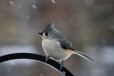 Titmouse in the snow<BR>March 2, 2009