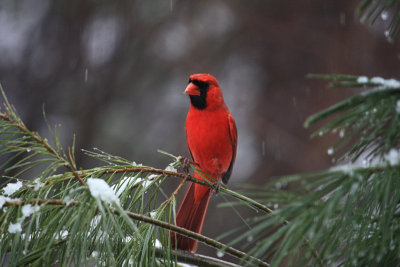 CardinalMarch 9, 2009