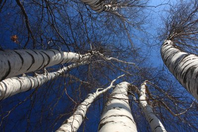 Seven Birch TrunksMarch 17, 2009