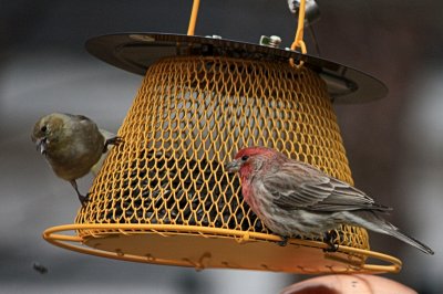 House Finch PairMarch 22, 2009