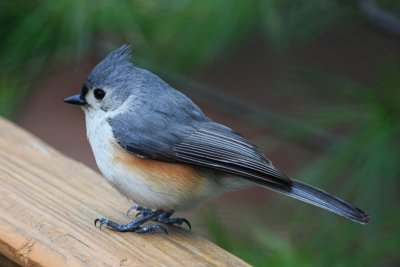 Tufted TitmouseApril 8, 2009