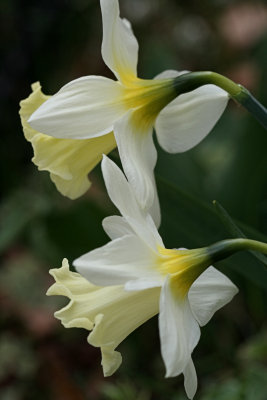 DaffodilsApril 23, 2009