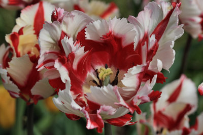 Tulip Macro<BR>May 12, 2009