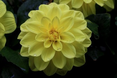 Yellow Flower MacroMay 14, 2009