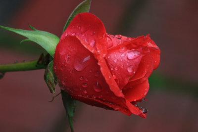 Rose Waterdrops MacroJune 18, 2009