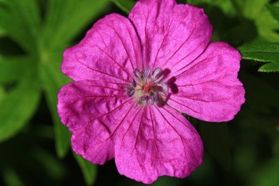 Purple Flower Macro<BR>July 10, 2009