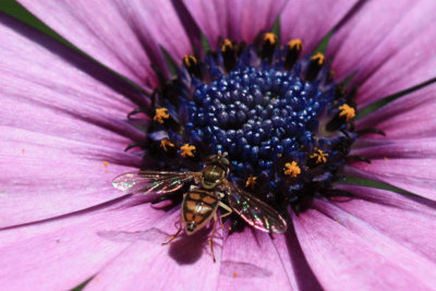 Bee on Daisy MacroJuly 18, 2009