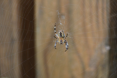 Spider Web MacroAugust 13, 2009