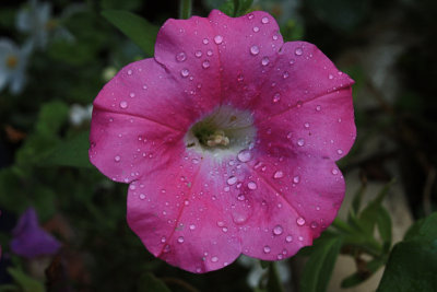 Petunia MacroSeptember 3, 2009