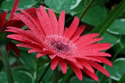Red Daisy MacroSeptember 21, 2009