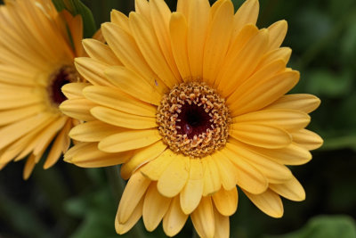 Yellow Daisy MacroSeptember 23, 2009