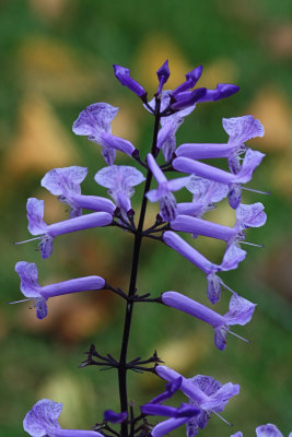 Unknown Purple Flower MacroSeptember 30, 2009