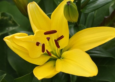 Yellow Flower MacroJune 22, 2010