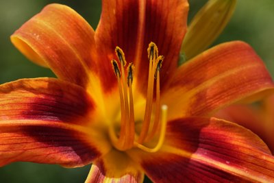 Tiger Day Lily Macro<BR>July 12, 2010