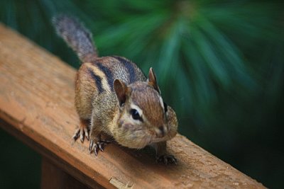 ChipmunkJuly 13, 2010