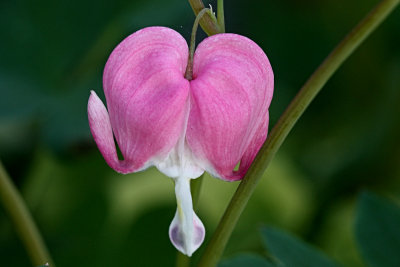 Bleeding Heart MacroJuly 29, 2010