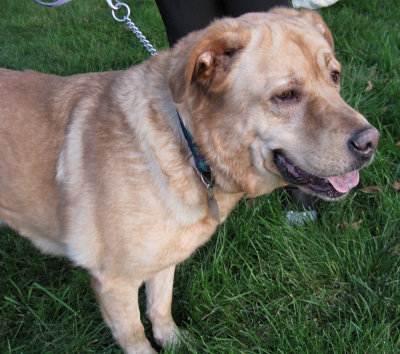 Rescue Dog GlindaOctober 18, 2010