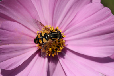Bee MacroOctober 24, 2010