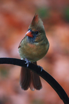Female Cardinal November 4, 2010