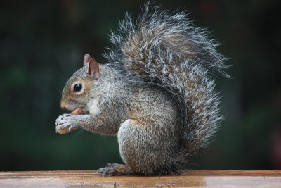 Squirrel on Deck November 9, 2010