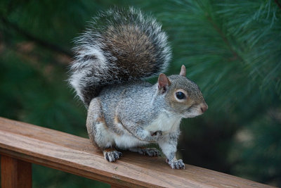 Small Squirrel November 24, 2010