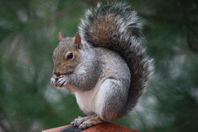 Squirrel Eating Peanut November 30, 2010