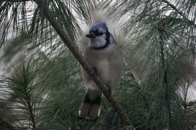 Bluejay in a Pine Tree<BR>December 7, 2010