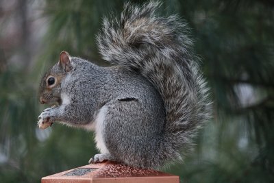 Squirrel with PeanutDecember 10, 2010
