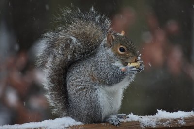 Squirrel in Snowstorm<BR>December 16, 2010