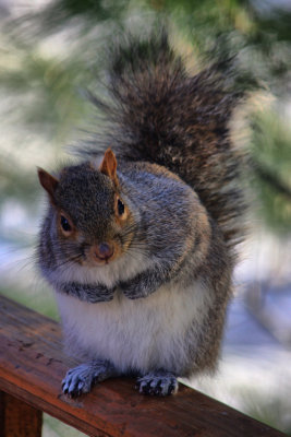 Squirrel in HDR
