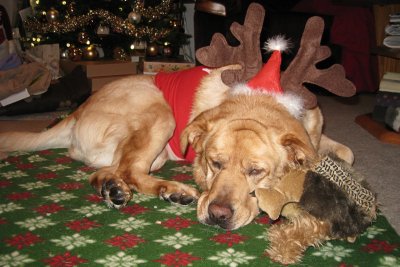 Our Dog Glinda on ChristmasDecember 25, 2010