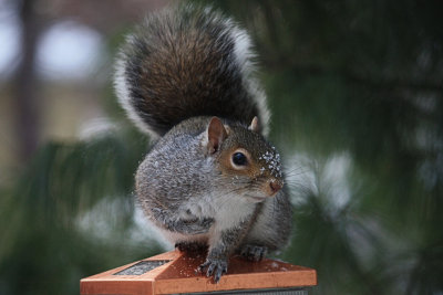 Squirrel and SnowJanuary 10, 2011