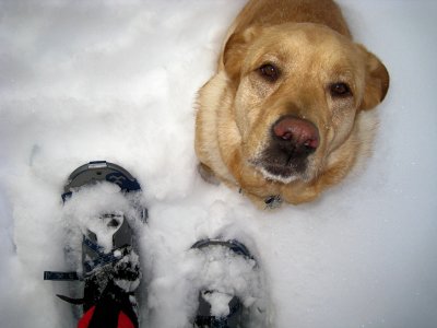 Dog and SnowshoesJanuary 13, 2011