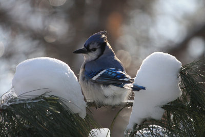 Backlit BluejayJanuary 24, 2011