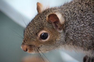 Squirrel CloseupJanuary 28, 2011