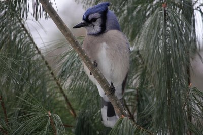Bluejay in White PineFebruary 2, 2011