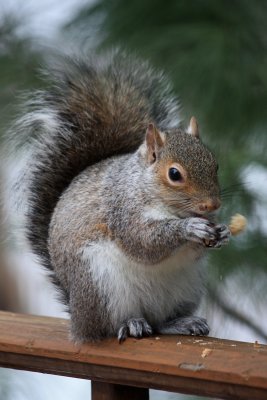 Squirrel Eating PeanutFebruary 7, 2011