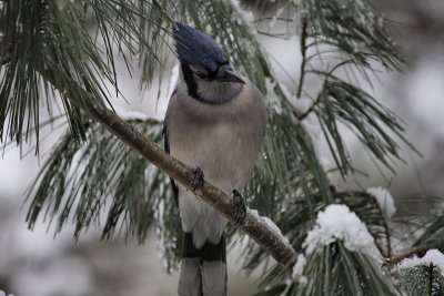 Bluejay in the PineFebruary 8, 2011