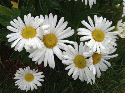 Daisys with WaterdropsOctober 10, 2012