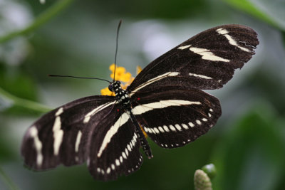 Butterfly - Bronx Zoo