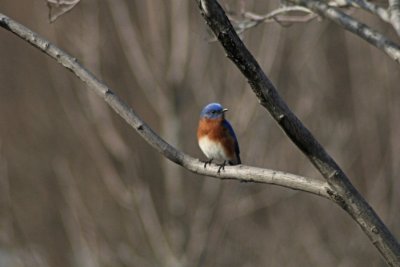 Bluebird