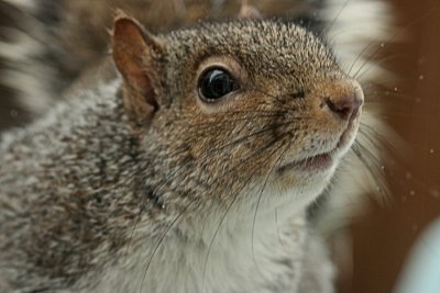 Squirrel Closeup<BR>February 6, 2008