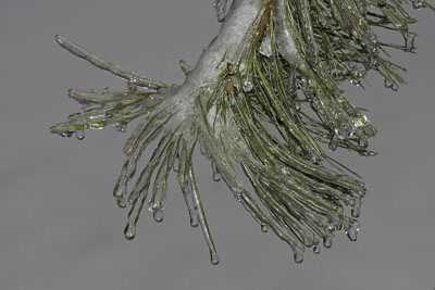 White Pine in Ice StormFebruary 13, 2008