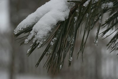 Snow on White Pine<BR>February 27, 2008